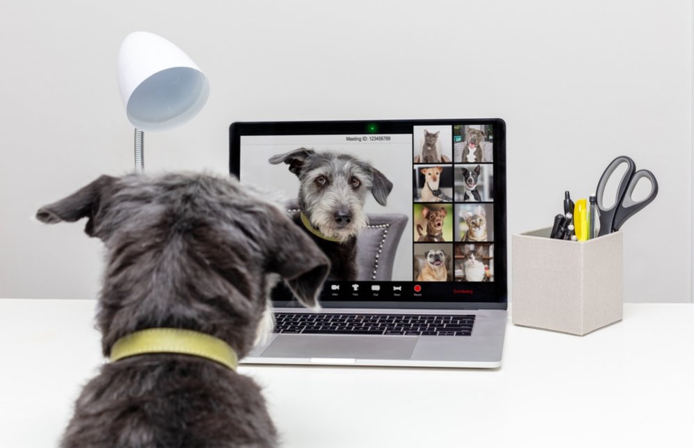 hond-in-evenwicht-online-puppytraining