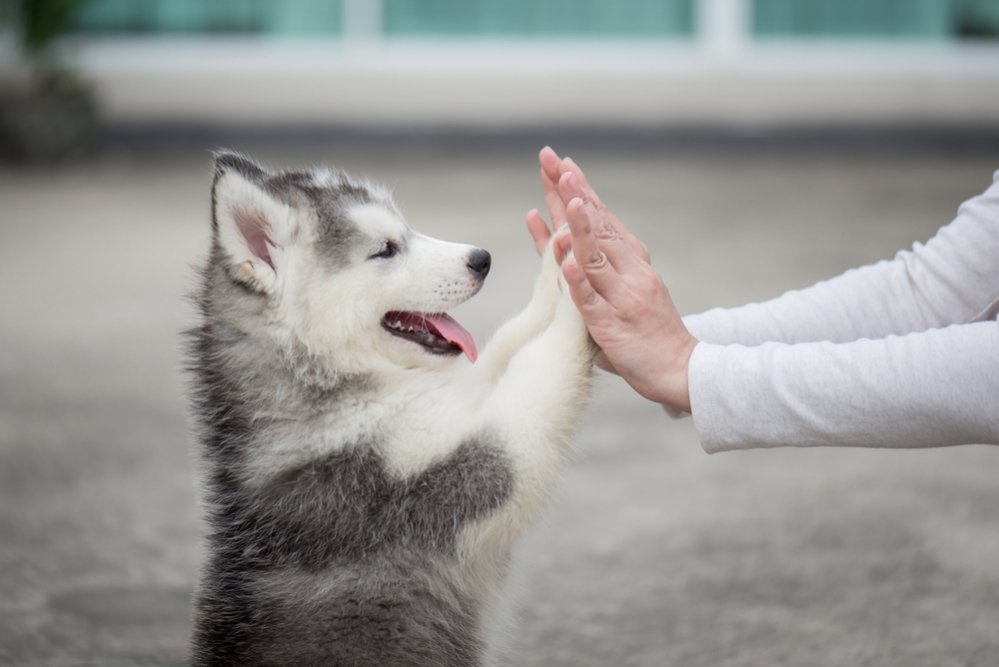 hond-in-evenwicht-puppy-training